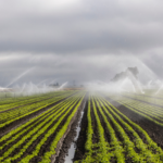 The Benefits of Soilless Farming
