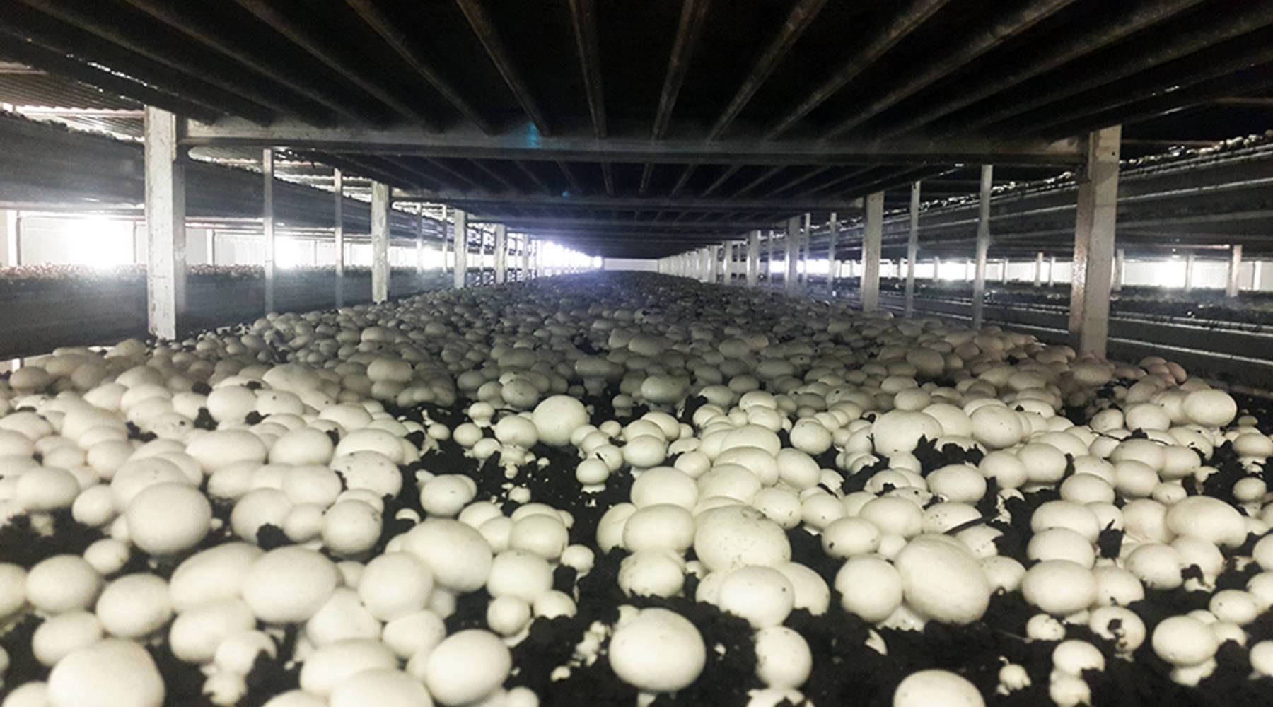 mushroom-growing-room